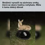Мужик из Чехии наткнулся на «раненую косулю».webp